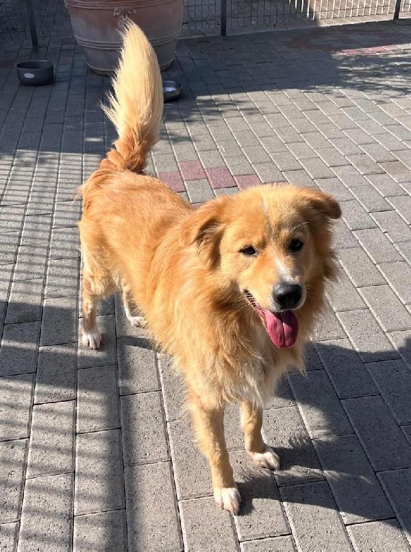 DIOR CAGNOLINO FULVO Foto 4